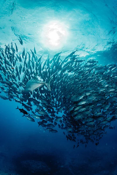 Una Escuela Bigeye Trevally — Foto de Stock