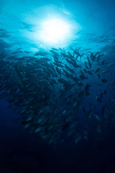 Une École Bigeye Trevally — Photo