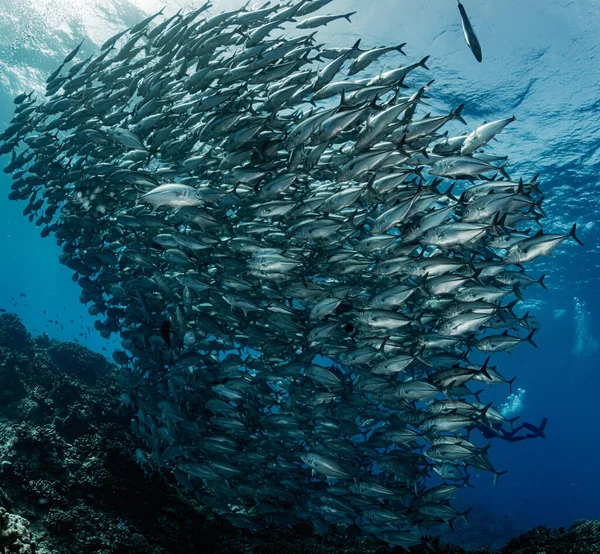 Szkoła Bigeye Trevally — Zdjęcie stockowe