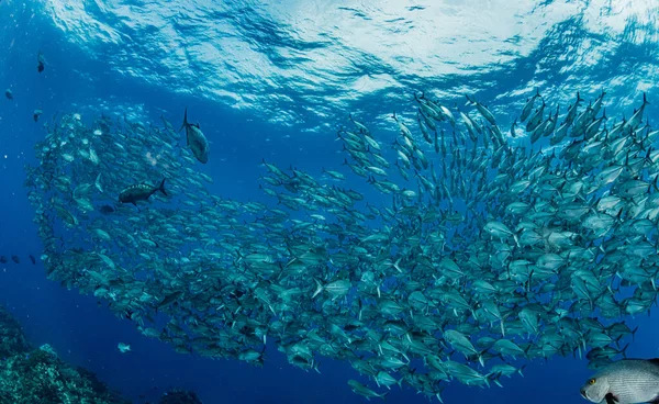 Ένα Σχολείο Του Bigeye Trevally — Φωτογραφία Αρχείου