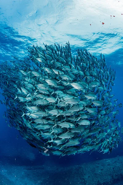 Szkoła Bigeye Trevally — Zdjęcie stockowe