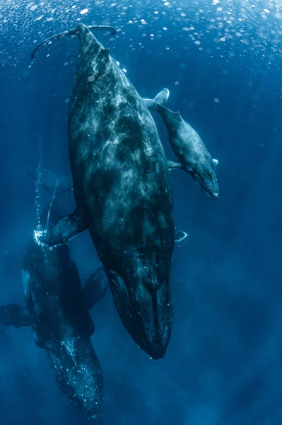 Ballena Jorobada Que Habita Okinawa —  Fotos de Stock