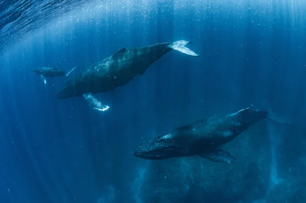 Ορεινή Φάλαινα Που Κατοικεί Στην Οκινάουα — Φωτογραφία Αρχείου