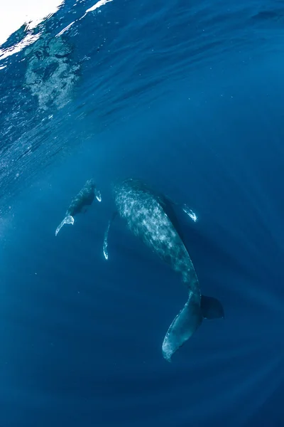 Okinawalla Asuva Humpback Valas — kuvapankkivalokuva