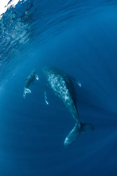 生活在冲绳的座头鲸 — 图库照片