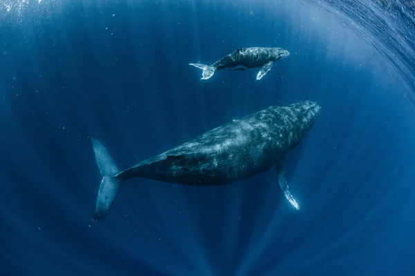 Ballena Jorobada Que Habita Okinawa —  Fotos de Stock