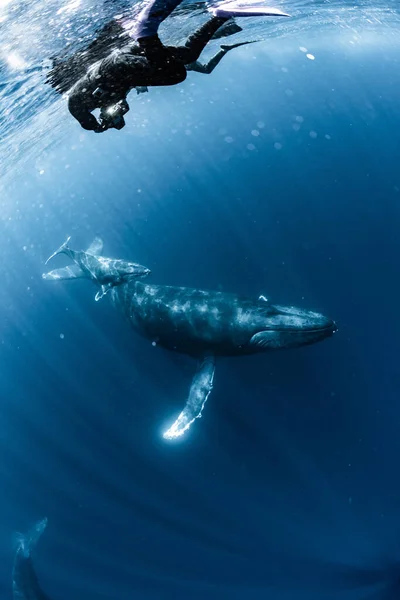 Ballena Jorobada Que Habita Okinawa —  Fotos de Stock