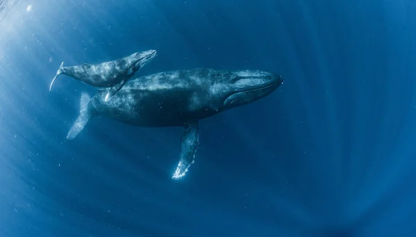 Ballena Jorobada Que Habita Okinawa —  Fotos de Stock