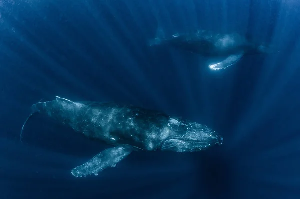 Ballena Jorobada Que Habita Okinawa —  Fotos de Stock