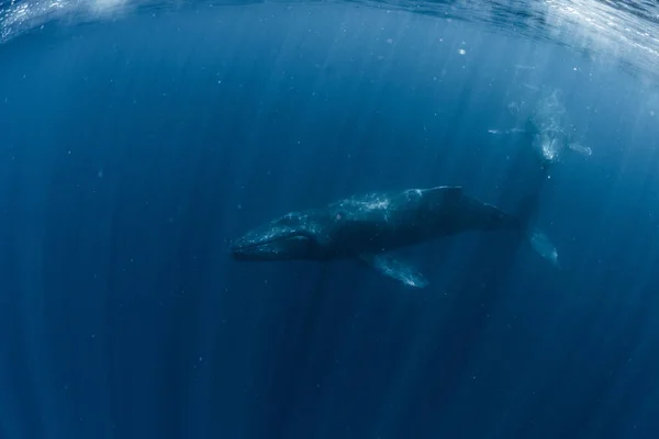 Humpback Whale Inhabiting Okinawa — Stock Photo, Image