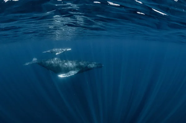 Humpback Whale Inhabiting Okinawa — Stock Photo, Image