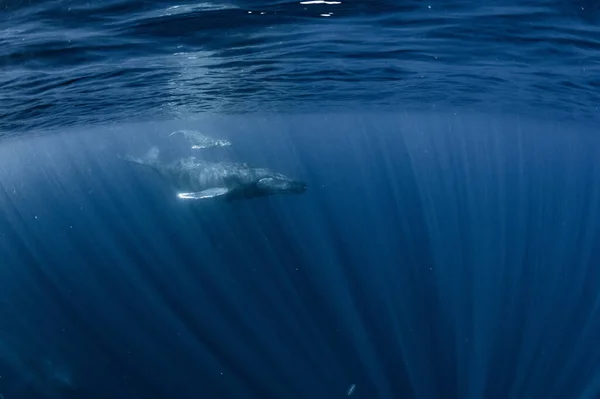 Ballena Jorobada Que Habita Okinawa — Foto de Stock