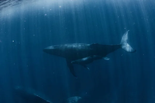 Ballena Jorobada Que Habita Okinawa — Foto de Stock