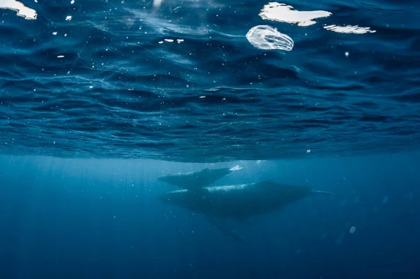 Ballena Jorobada Que Habita Okinawa — Foto de Stock