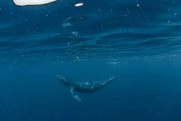 Hrbatá Velryba Obývající Okinawu — Stock fotografie