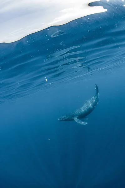 Ballena Jorobada Que Habita Okinawa —  Fotos de Stock