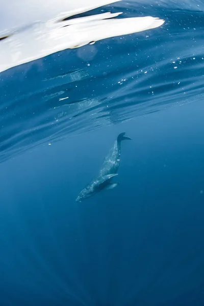 Humpback Whale Inhabiting Okinawa — Stock Photo, Image