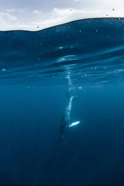 Humpback Whale Inhabiting Okinawa — Stock Photo, Image