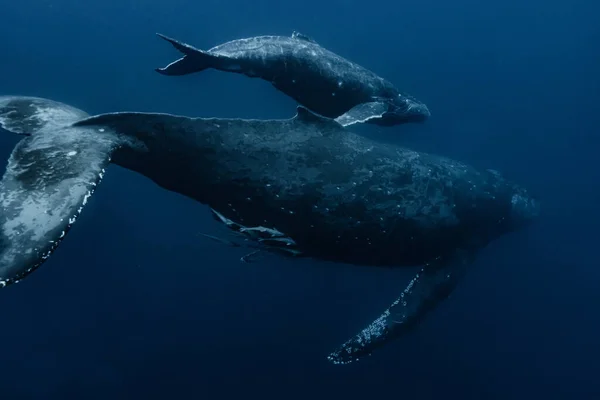 Ballena Jorobada Que Habita Okinawa —  Fotos de Stock