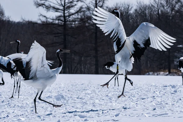 Tsurui Köyü Nde Japon Vinci — Stok fotoğraf