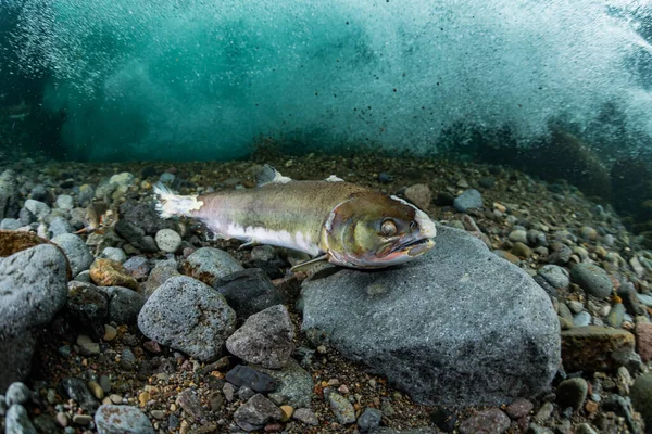 Salmone Rosa Monte — Foto Stock