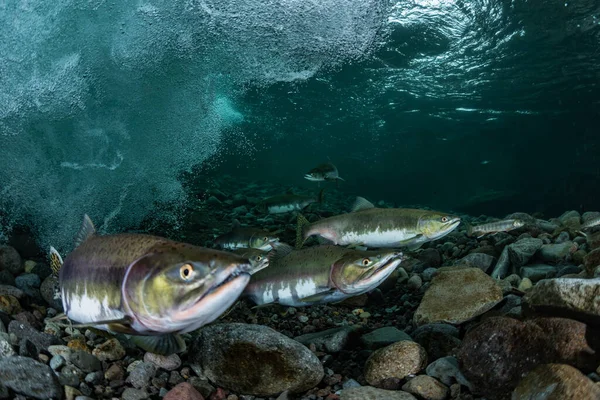 Salmón Rosado Corriendo Río Arriba — Foto de Stock