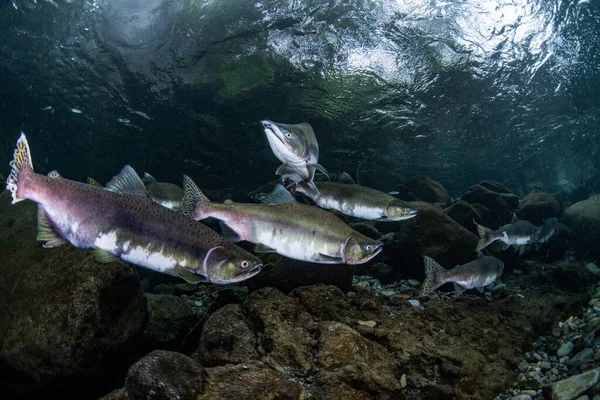 Salmone Rosa Monte — Foto Stock