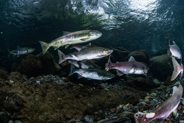 Salmón Rosado Corriendo Río Arriba — Foto de Stock