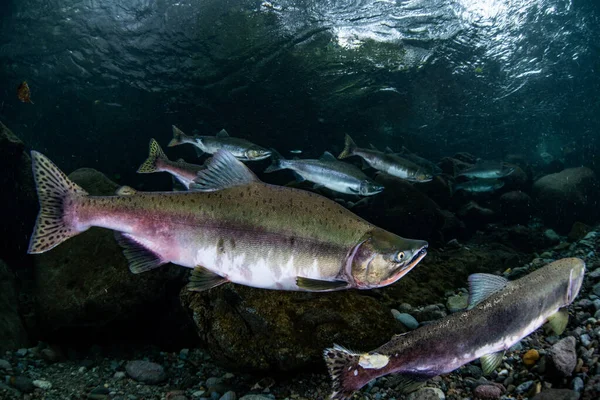 Salmón Rosado Corriendo Río Arriba — Foto de Stock