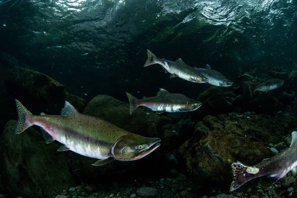 Salmone Rosa Monte — Foto Stock