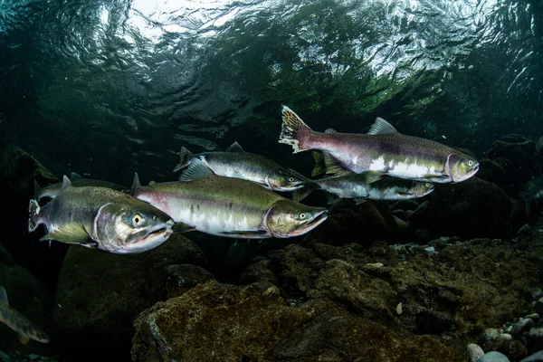 Roze Zalm Stroomopwaarts — Stockfoto