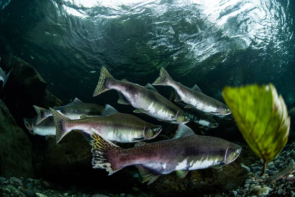 Salmón Rosado Corriendo Río Arriba — Foto de Stock