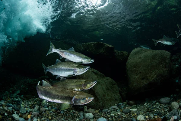 Salmón Rosado Corriendo Río Arriba — Foto de Stock