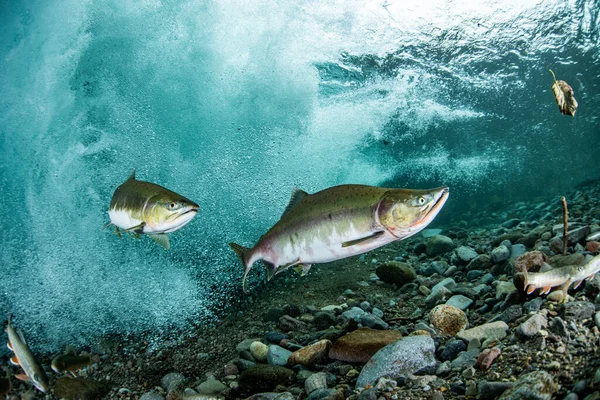 Salmón Rosado Corriendo Río Arriba — Foto de Stock