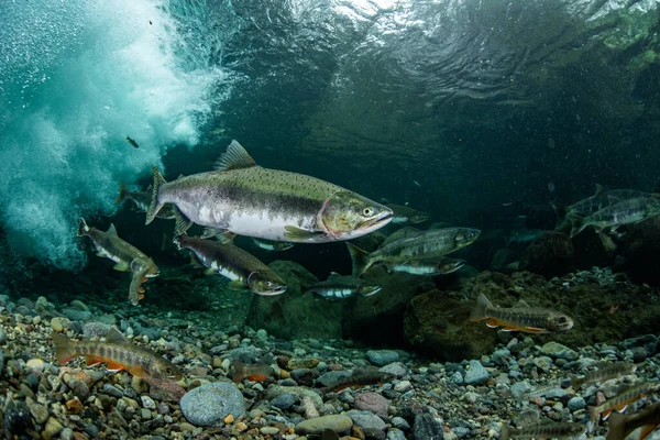 Rosafarbener Lachs Stromaufwärts — Stockfoto