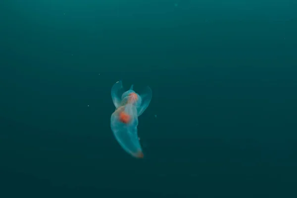 Clione Angelo Del Ghiaccio Alla Deriva — Foto Stock