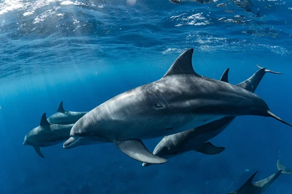 Ινδικό Ωκεανό Δελφίνι Ζιβάγκο Στο Νησί Mikura Ιαπωνία — Φωτογραφία Αρχείου