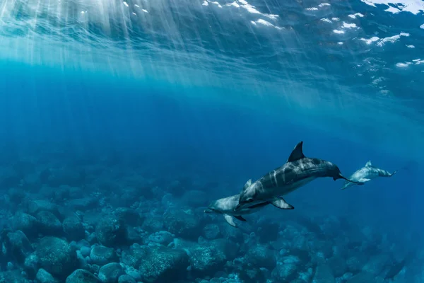 Delfín Nariz Botella Del Océano Índico Isla Mikura Japón — Foto de Stock