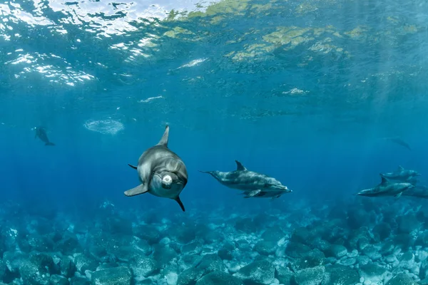 Delfín Nariz Botella Del Océano Índico Isla Mikura Japón — Foto de Stock