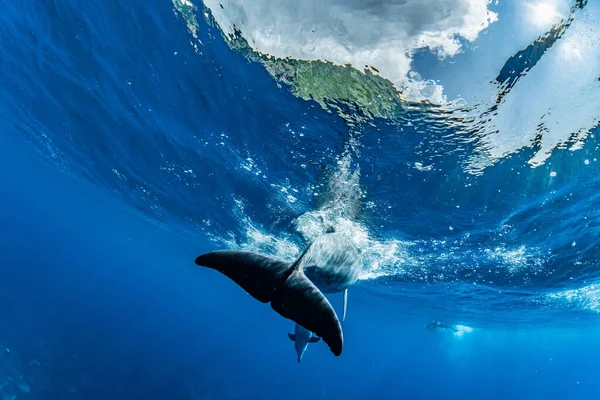 Delfín Nariz Botella Del Océano Índico Isla Mikura Japón — Foto de Stock