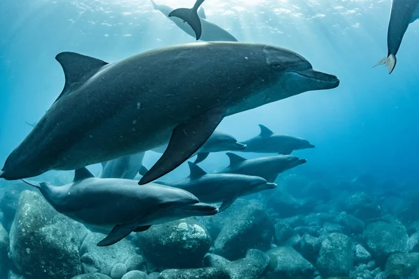 미우라 인도양 돌고래 — 스톡 사진
