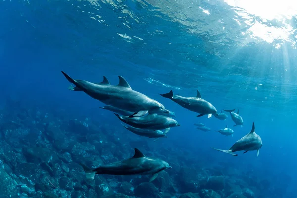 Großer Tümmler Indischen Ozean Mikura Island Japan — Stockfoto