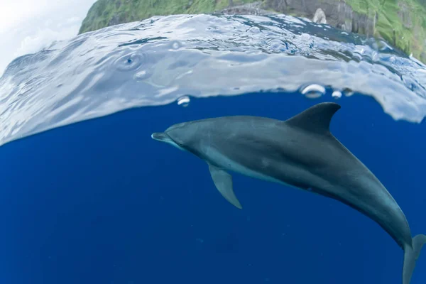 Delfín Nariz Botella Del Océano Índico Isla Mikura Japón — Foto de Stock