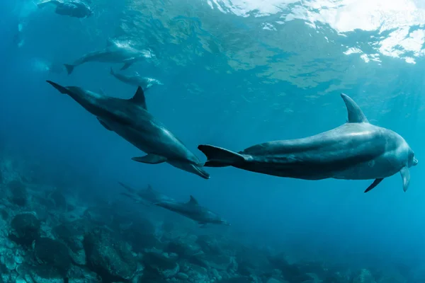 Indian Ocean Bottlenose Dolphin Mikura Island Japan — Stock Photo, Image