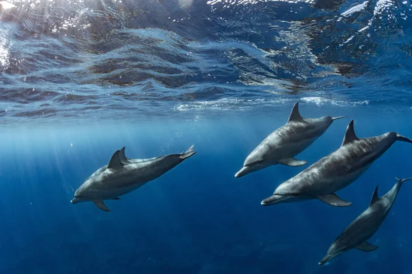Delfin Bottlenose Ocean Indyjski Wyspa Mikura Japonia — Zdjęcie stockowe