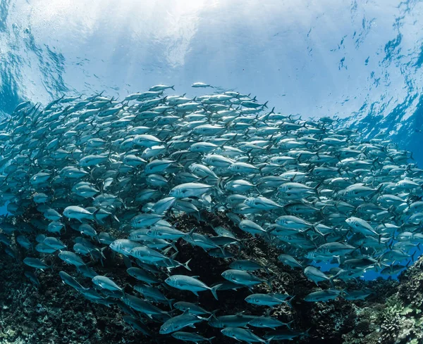 Koca Göz Trevally Nin Okulu — Stok fotoğraf