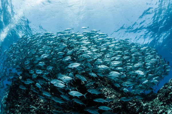 Szkoła Bigeye Trevally — Zdjęcie stockowe