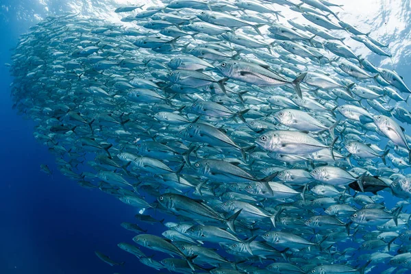 Szkoła Bigeye Trevally — Zdjęcie stockowe