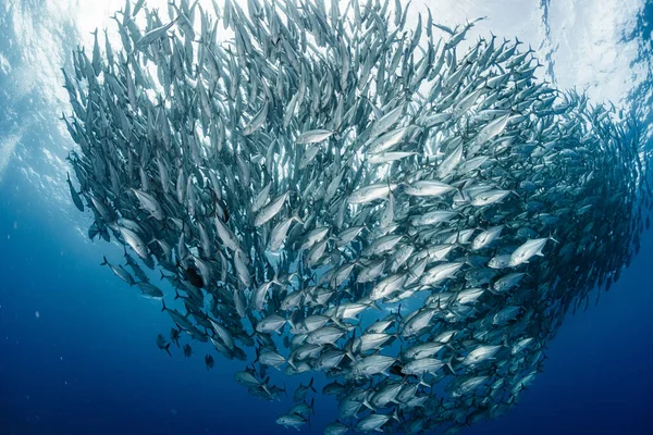 Szkoła Bigeye Trevally — Zdjęcie stockowe