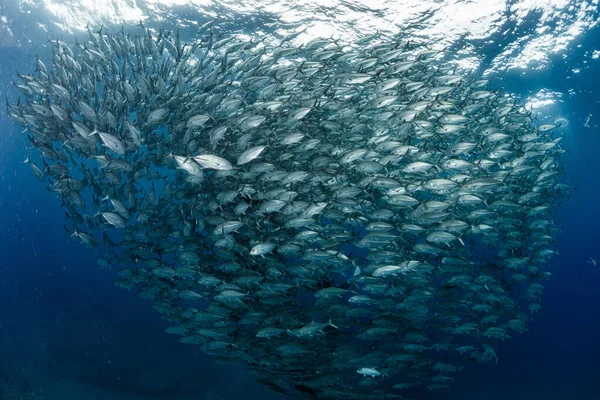 Szkoła Bigeye Trevally — Zdjęcie stockowe